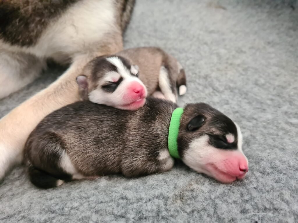 Pomsky puppy